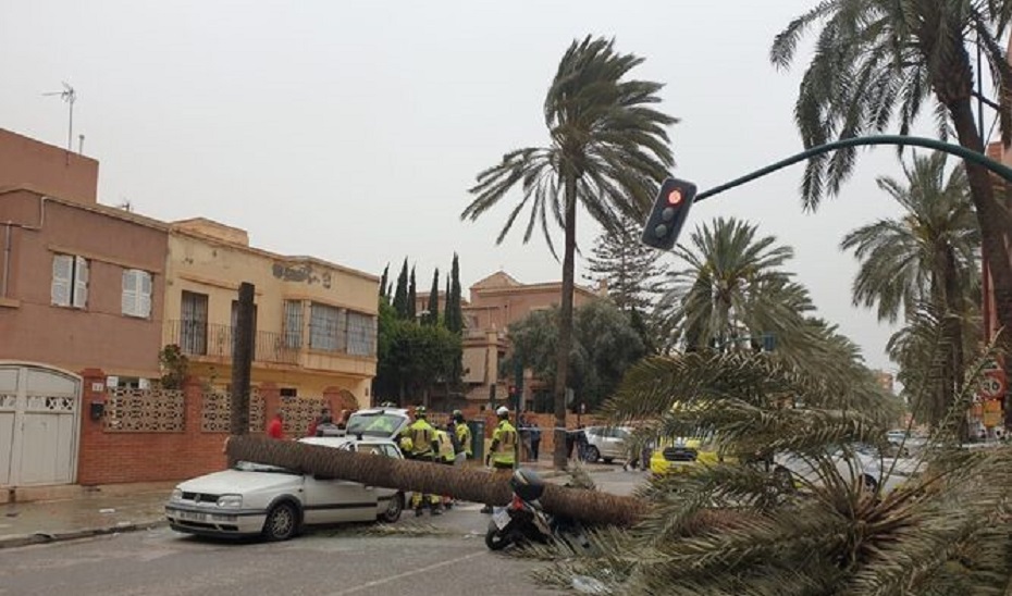 Palmera caída en la avenida Cabo de Gata impactando contra una moto y un coche / Diario de Almería